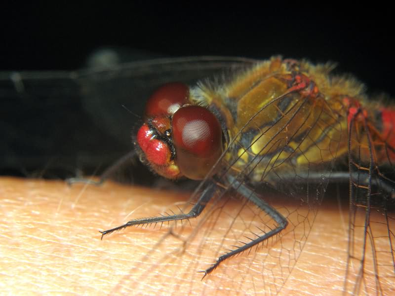 Sympetrum sanguineum (Müller, 1764)